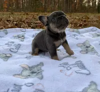 Jasper, a male French Bulldog for sale in Rolla, MO – Photo 7 of 9