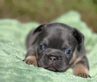 Jasper, a male French Bulldog for sale in Rolla, MO – Photo 2 of 9