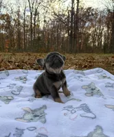 Jasper, a male French Bulldog for sale in Rolla, MO – Photo 6 of 9