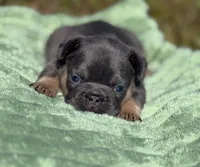 Jasper, a male French Bulldog for sale in Rolla, MO – Photo 4 of 9