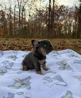 Jasper, a male French Bulldog for sale in Rolla, MO – Photo 8 of 9
