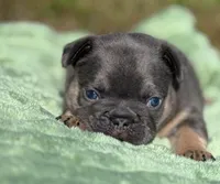 Jasper, a male French Bulldog for sale in Rolla, MO – Photo 3 of 9