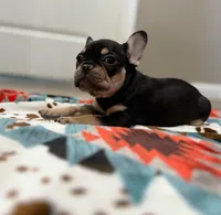 Ace, a male French Bulldog for sale in Rolla, MO – Photo 7 of 10