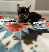 Ace, a male French Bulldog for sale in Rolla, MO – Photo 5 of 10