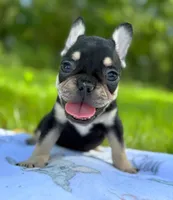 Ace, a male French Bulldog for sale in Rolla, MO – Photo 2 of 10