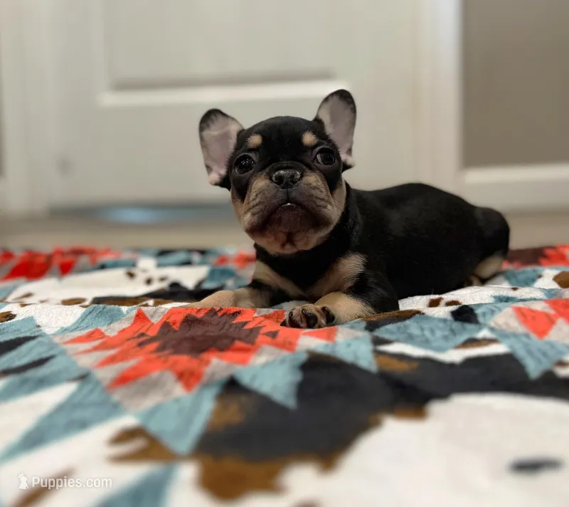 Ace, a male French Bulldog for sale in Rolla, MO – Photo 1 of 10