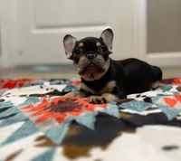 Ace, a male French Bulldog for sale in Rolla, MO – Photo 1 of 10