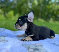 Ace, a male French Bulldog for sale in Rolla, MO – Photo 4 of 10