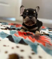 Ace, a male French Bulldog for sale in Rolla, MO – Photo 6 of 10