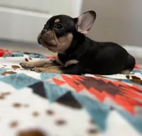 Ace, a male French Bulldog for sale in Rolla, MO – Photo 8 of 10