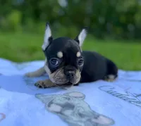 Ace, a male French Bulldog for sale in Rolla, MO – Photo 3 of 10