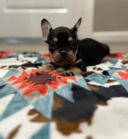 Ace, a male French Bulldog for sale in Rolla, MO – Photo 9 of 10