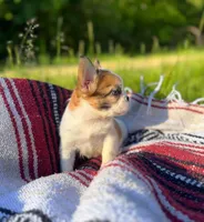 Missy, a female French Bulldog for sale in Rolla, MO – 5 of 6