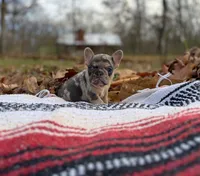 Esther, a female French Bulldog for sale in Rolla, MO – Photo 4 of 7