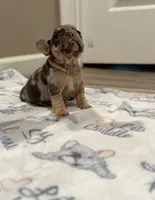 Esther, a female French Bulldog for sale in Rolla, MO – Photo 7 of 7