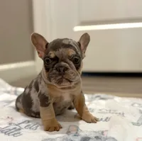 Esther, a female French Bulldog for sale in Rolla, MO – Photo 1 of 7