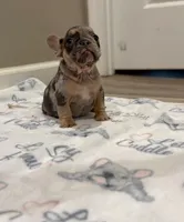 Esther, a female French Bulldog for sale in Rolla, MO – Photo 5 of 7