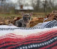Esther, a female French Bulldog for sale in Rolla, MO – Photo 3 of 7