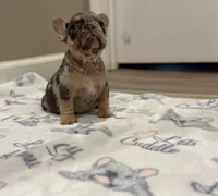 Esther, a female French Bulldog for sale in Rolla, MO – Photo 6 of 7