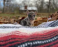 Esther, a female French Bulldog for sale in Rolla, MO – Photo 2 of 7
