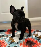 Sue, a female French Bulldog for sale in Rolla, MO – Photo 5 of 8