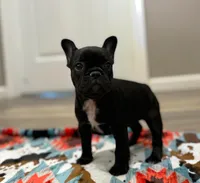 Sue, a female French Bulldog for sale in Rolla, MO – Photo 2 of 8