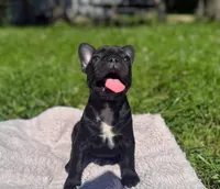 Sue, a female French Bulldog for sale in Rolla, MO – Photo 4 of 8