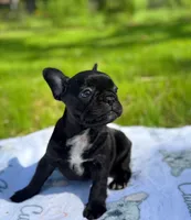 Sue, a female French Bulldog for sale in Rolla, MO – Photo 6 of 8