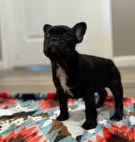 Sue, a female French Bulldog for sale in Rolla, MO – Photo 7 of 8