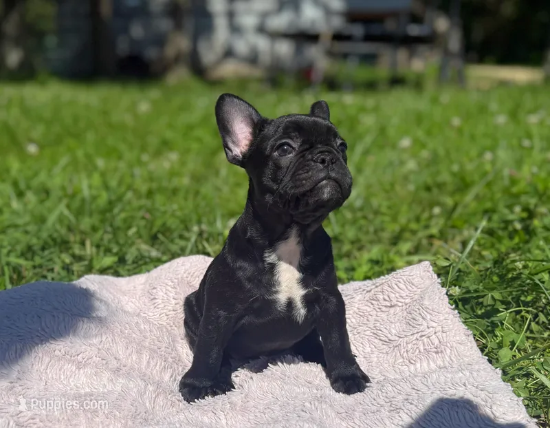 Sue, a female French Bulldog for sale in Rolla, MO – Photo 1 of 8