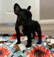 Sue, a female French Bulldog for sale in Rolla, MO – Photo 3 of 8