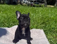 Sue, a female French Bulldog for sale in Rolla, MO – Photo 8 of 8