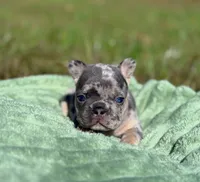 Chloe, a female French Bulldog for sale in Rolla, MO – Photo 3 of 10