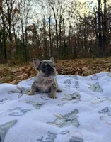 Chloe, a female French Bulldog for sale in Rolla, MO – Photo 9 of 10