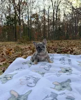 Chloe, a female French Bulldog for sale in Rolla, MO – Photo 1 of 10