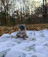 Chloe, a female French Bulldog for sale in Rolla, MO – Photo 5 of 10