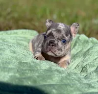 Chloe, a female French Bulldog for sale in Rolla, MO – Photo 2 of 10