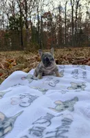 Chloe, a female French Bulldog for sale in Rolla, MO – Photo 8 of 10