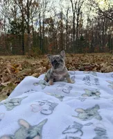 Chloe, a female French Bulldog for sale in Rolla, MO – Photo 7 of 10