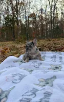 Chloe, a female French Bulldog for sale in Rolla, MO – Photo 10 of 10