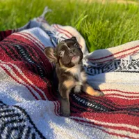 Wade, a male French Bulldog for sale in Rolla, MO – 3 of 5