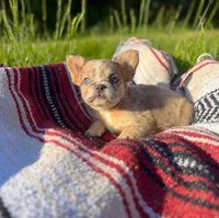 Walter, a male French Bulldog for sale in Rolla, MO – 5 of 5