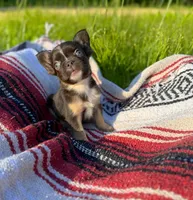 Wade, a male French Bulldog for sale in Rolla, MO – 5 of 5