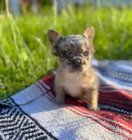 Tucker , a male French Bulldog for sale in Rolla, MO – 4 of 6