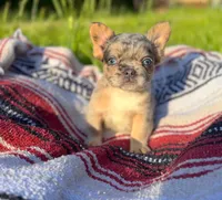 Tucker , a male French Bulldog for sale in Rolla, MO – 1 of 6