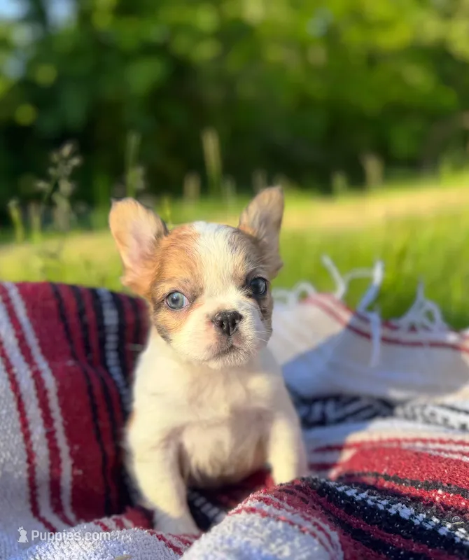 Missy – French Bulldog puppy for sale in Rolla, MO