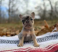 Fallon, a male French Bulldog for sale in Rolla, MO – Photo 1 of 7