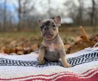 Fallon, a male French Bulldog for sale in Rolla, MO – Photo 4 of 7