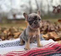 Fallon, a male French Bulldog for sale in Rolla, MO – Photo 7 of 7