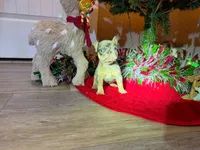 Fallon, a male French Bulldog for sale in Rolla, MO – Photo 2 of 7